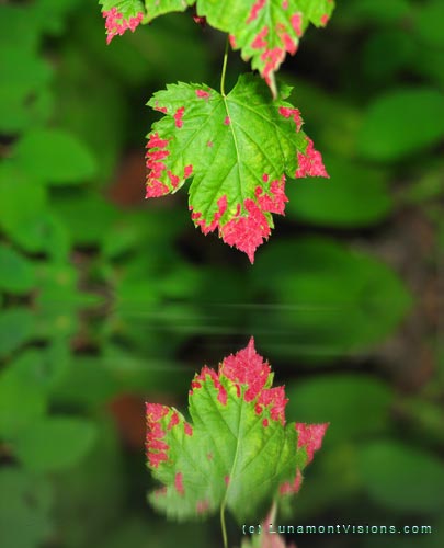 green leaf